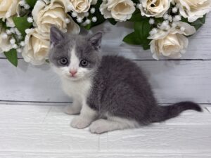 ブリティッシュショートヘアー￥350,900(税込)→5/6まで￥317,900(税込)