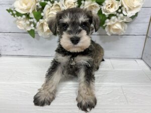 ミニチュアシュナウザー￥295,900(税込)→5/6まで￥262,900(税込)