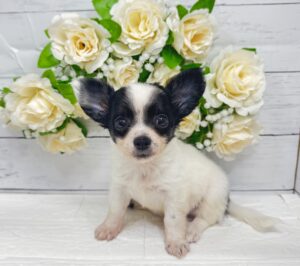 チワワ（ロング）￥185,900(税込)→5/6まで￥152,900(税込)