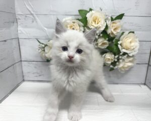 ラグドール　￥284,900(税込)→5/6まで￥251,900(税込)