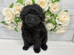 トイプードル¥240,900(税込)→5/6まで¥207,900(税込)