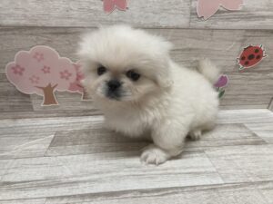 ①ペキニーズ　￥283,800(税込)→5/6まで￥250,800(税込)