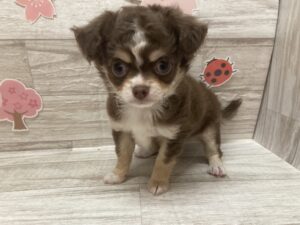 ④チワワ(ロング)　￥250,800(税込)→5/6まで￥217,800(税込)