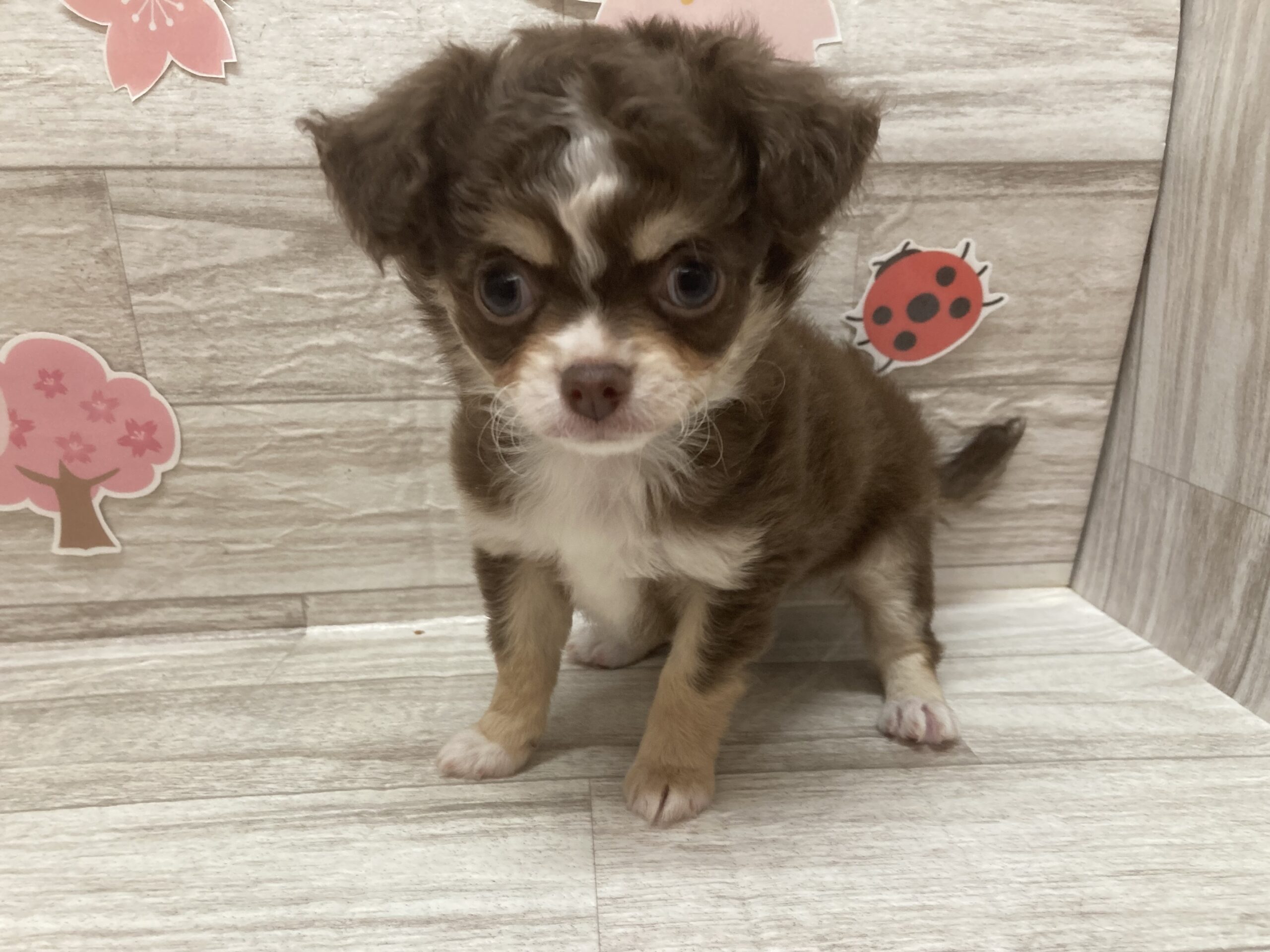 ④チワワ(ロング)