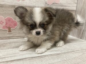 ⑦Mix(ポメラニアン×チワワ)　￥283,800(税込)→5/6まで￥250,800(税込)