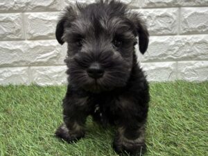 ミニチュアシュナウザー￥328,900(税込)→5/6(水)まで￥295,900(税込)