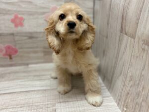 ①アメリカンコッカースパニエル　￥327,800(税込)→5/6まで￥250,800(税込)