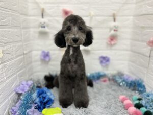 ②トイプードル　￥217,800(税込)→￥129,800(税込)