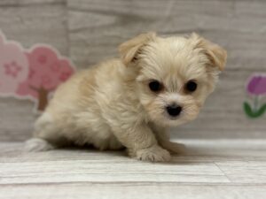 ①Mix(ヨークシャーテリア×マルチーズ)　￥239,800(税込)