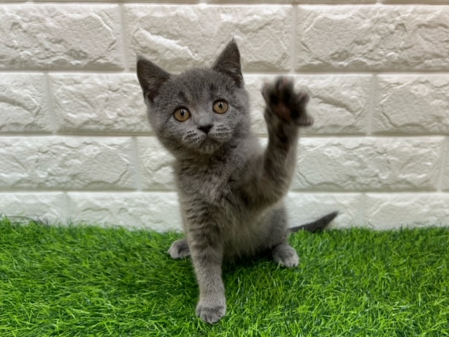 ブリティッシュショートヘアー