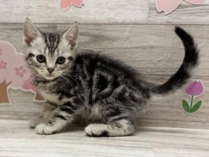 アメリカンショートヘアー　￥283,800(税込)→4/16まで￥239,800(税込)