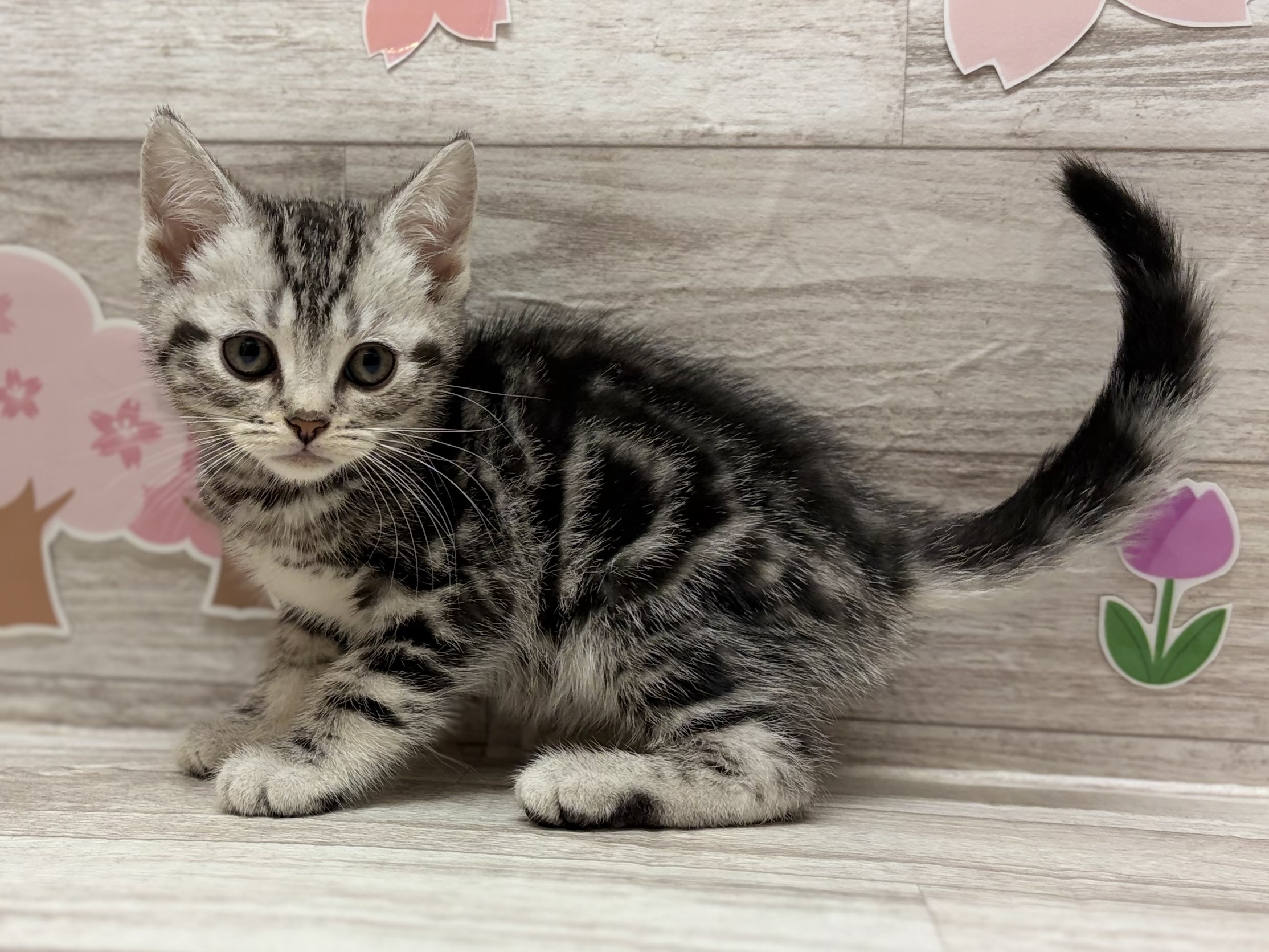 アメリカンショートヘアー