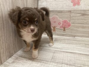 ⑤チワワ(ロング)　￥250,800(税込)→5/6まで￥217,800(税込)