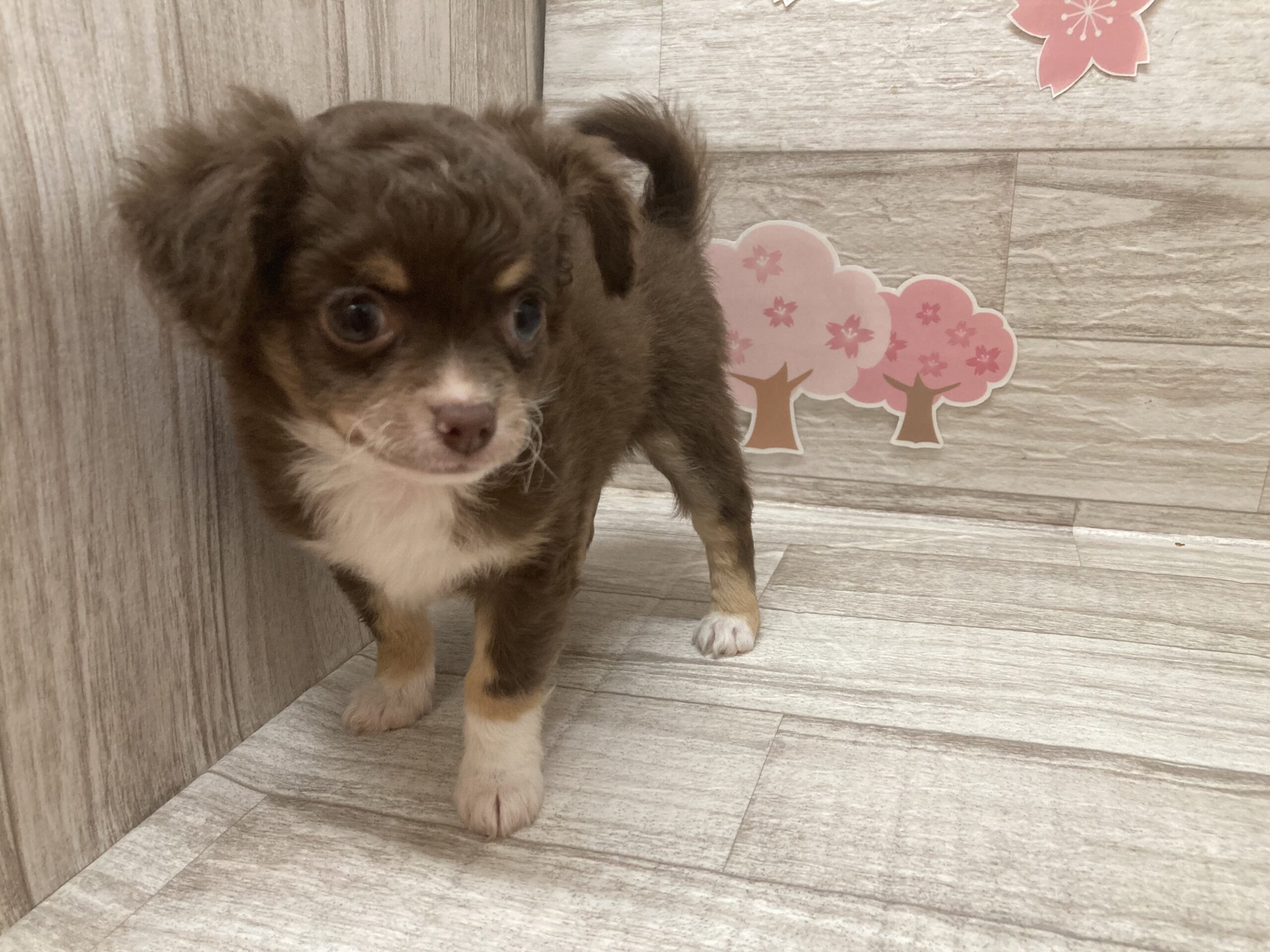 ⑤チワワ(ロング)