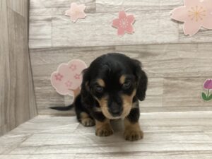 ⑧Mix(チワワ×ミニチュアダックスフンド)　￥250,800(税込)→5/6まで￥217,800(税込)