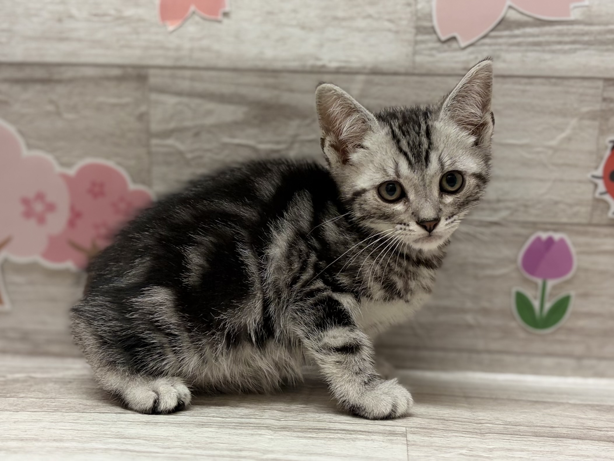 アメリカンショートヘア―