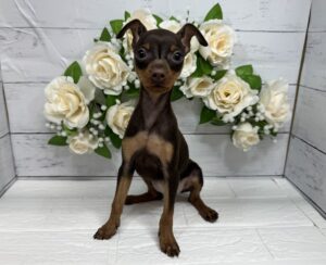 ミニチュアピンシャー￥262,900(税込)