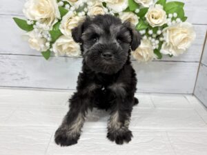 ミニチュアシュナウザー￥328,900(税込)→5/6まで￥295,900(税込)