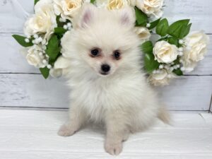 ポメラニアン￥251,900(税込)→5/6まで￥218,900(税込)