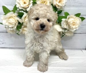 トイプードル￥218,900(税込)→5/6まで￥185,900(税込)