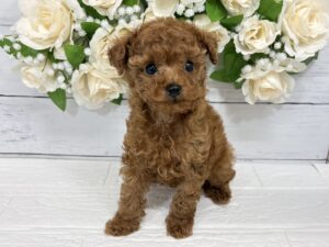 トイプードル￥295,900(税込)→5/6まで￥262,900(税込)