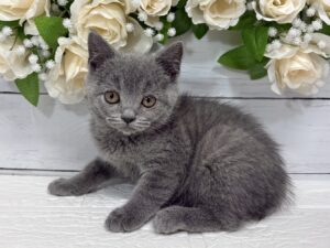 ブリティッシュショートヘアー￥317,900(税込)→5/6まで￥284,900(税込)