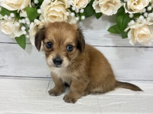 MIX(父チワワ(ロング)×母ミニチュアダックスフンド(ロング))￥284,900(税込)→5/6まで￥251,900(税込)