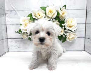 MIX(父マルチーズ×母ミニチュア・シュナウザー)￥251,900(税込)→5/6まで￥218,900(税込)