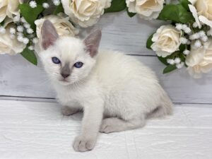 トンキニーズ¥317,900(税込)→5/6まで¥284,900(税込)