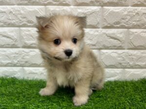 Mix(マルチーズ×ポメラニアン)￥207,900(税込)