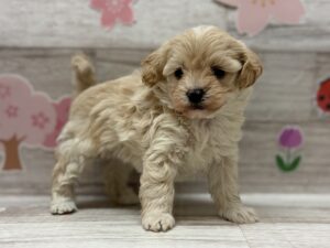 Mix(マルチーズ×トイプードル)　￥250,800(税込)→￥217,800(税込)