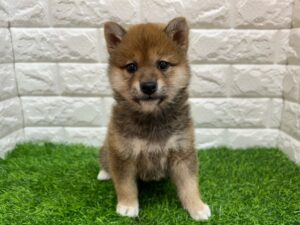 柴犬￥185,900(税込)