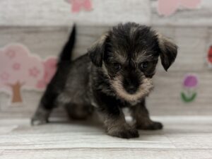 Mix(マルチーズ×ミニチュアシュナウザー)　￥250,800(税込)→￥5/6まで￥173,800(税込)