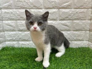 ブリティッシュショートヘアー ￥284,900(税込)→5/6まで￥251,900(税込)