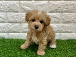 Mix(父マルチーズ×母トイプードル)￥262,900(税込)→5/6(水)まで￥229,900(税込)