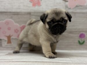 パグ　￥305,800(税込)