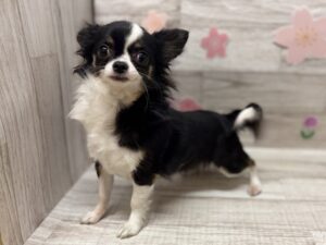 ③チワワ　総額￥325,760(税込)→5/6まで￥188,580(税込)