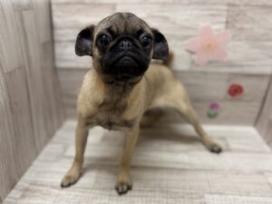 ①パグ　総額￥356,780(税込)→5/6まで￥188,580(税込)