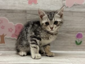 アメリカンショートヘア―　￥283,800(税込)