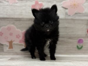 ②Mix(チワワ×ポメラニアン)　￥283,800(税込)