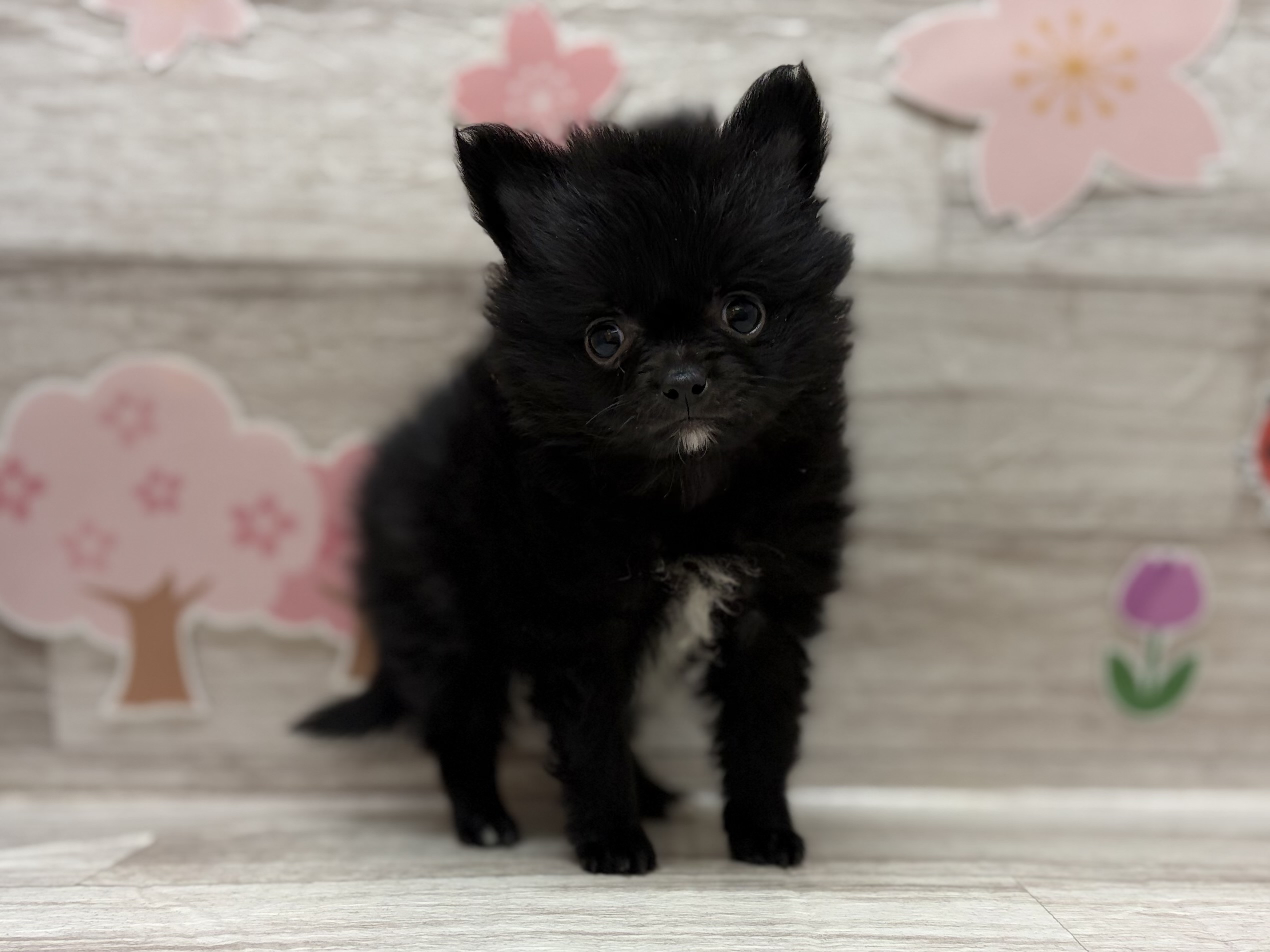 ②Mix(チワワ×ポメラニアン)