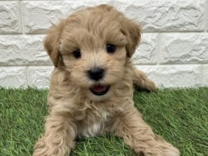 MIX(マルチーズ×トイプードル)￥295,900(税抜)→5/6(水)まで￥262,900(税抜)