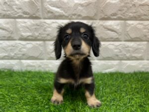 ミニチュアダックスフンド(ロング)￥295,900(税込)→5/6(水)まで￥262,900(税込)