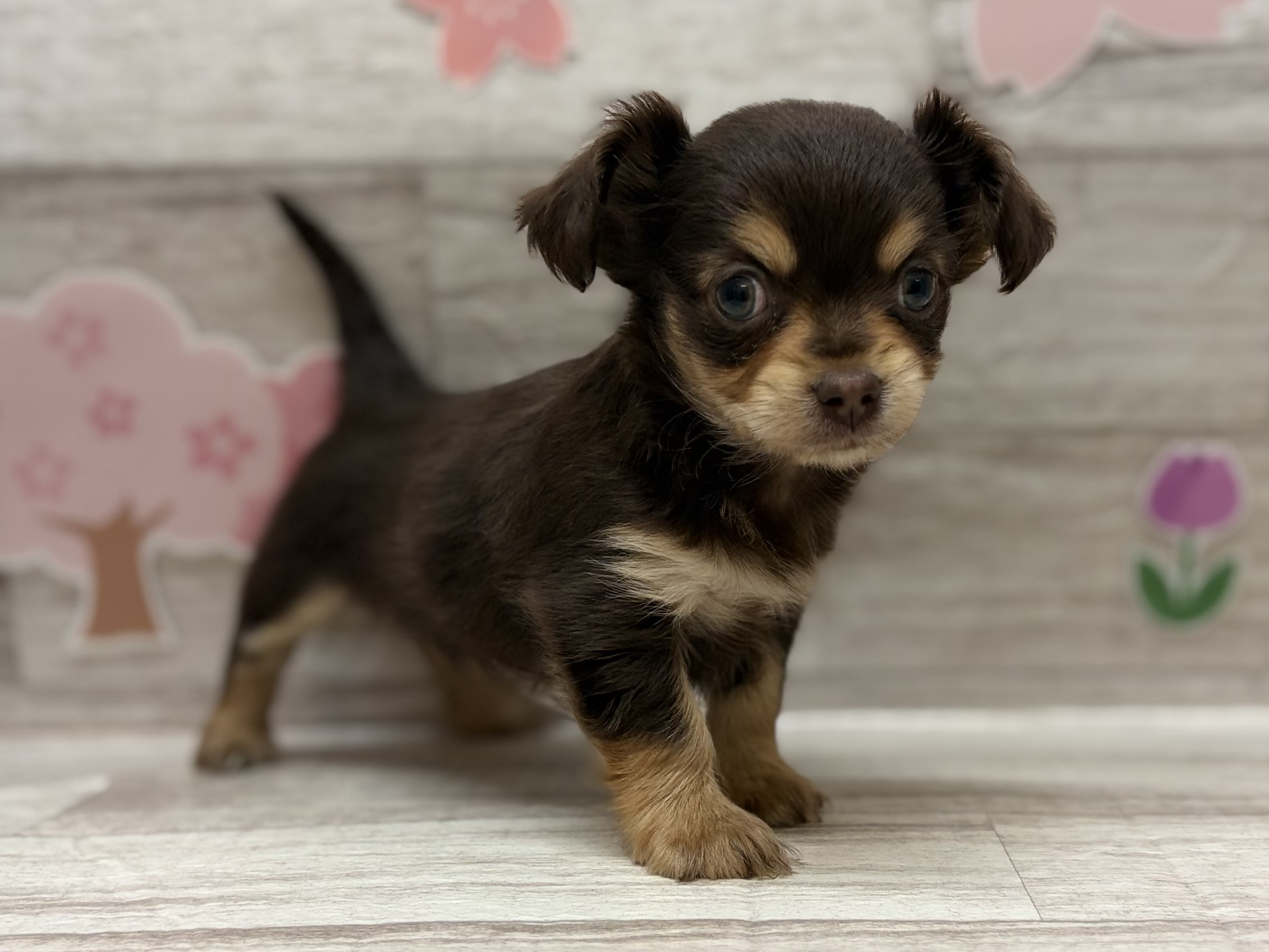 ③Mix(ミニチュアダックスフンド×チワワ)　