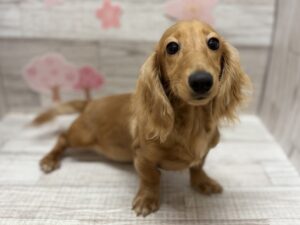 ③ミニチュアダックスフンド(ロング)　￥294,800(税込)→￥184,800(税込)