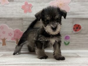 Mix(マルチーズ×ミニチュアシュナウザー)　￥250,800(税込)→￥5/6まで￥173,800(税込)