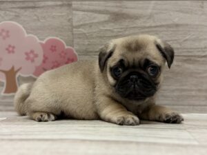 パグ　￥283,800(税込)