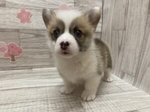 ③ウェルシュコーギーペンブローク　￥316,800(税込)→5/6まで￥283,800(税込)