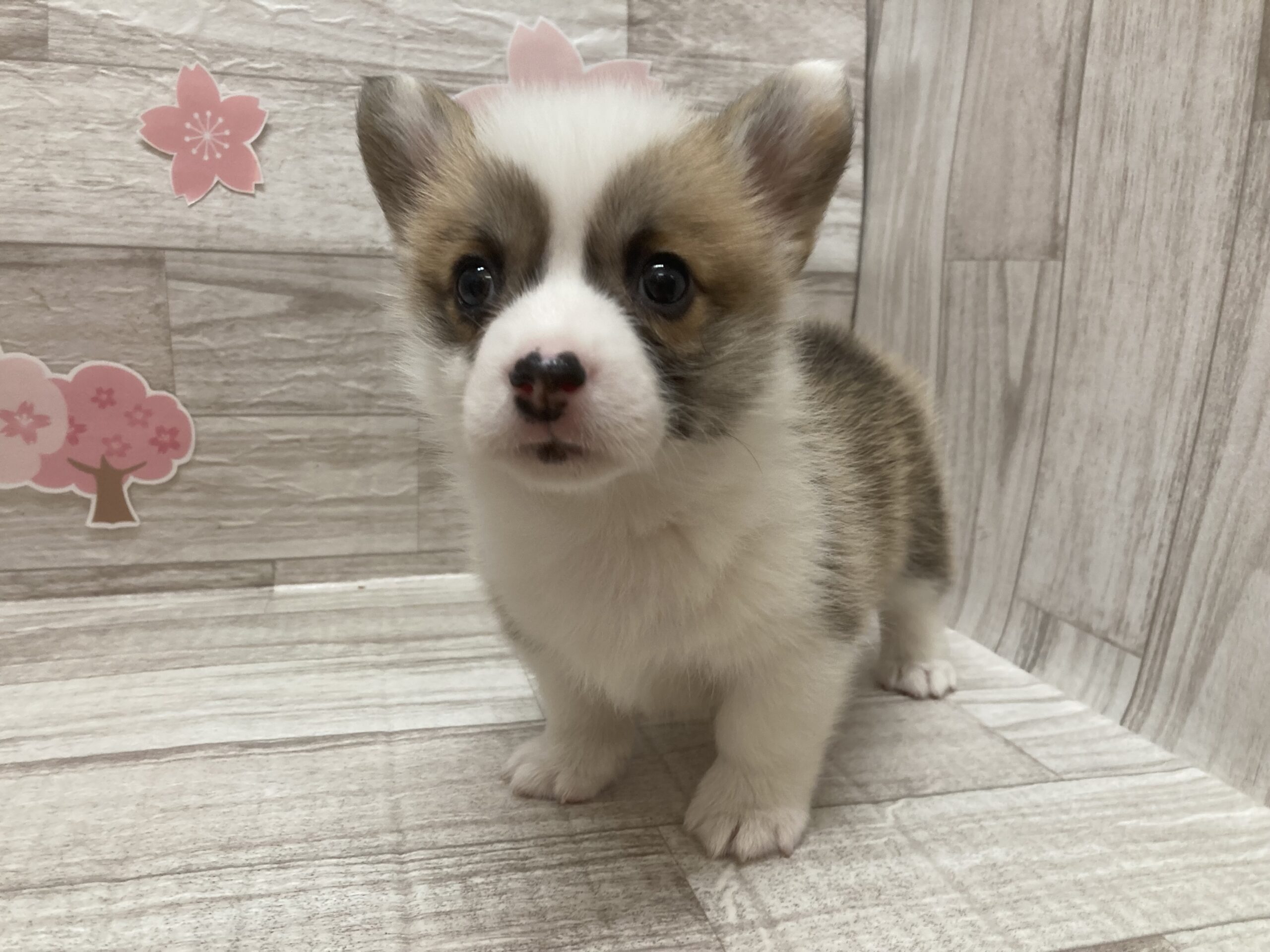 ③ウェルシュコーギーペンブローク