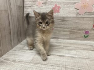 ⑥ソマリ　￥360,800(税込)→5/6まで￥327,800(税込)